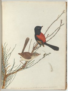 猩红色和黑色莺。新南威尔士州的鸟类及其自然历史。悉尼-G 作者 约翰·威廉·莱温