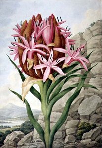 PD.757-1973 矛头百合（Doryanthes excellsa）。