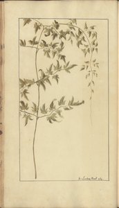 牙买加“ Eleggancies of Jamaica”的一页，366 作者 约翰·林赛