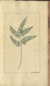 牙买加“ Eleggancies of Jamaica”的一页，367 作者 约翰·林赛