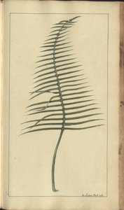牙买加“ Eleggancies of Jamaica”（一页），第373页 作者 约翰·林赛