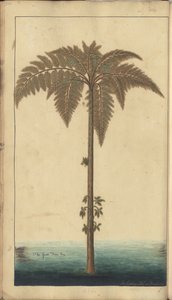 “牙买加的优雅”中的一页，394