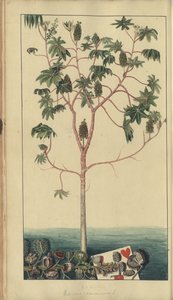 牙买加“政治遗产”的一页，39 作者 约翰·林赛