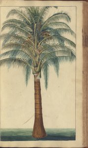 牙买加“ Eleggancies of Jamaica”（第403页）的页面 作者 约翰·林赛