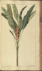 牙买加“ Eleggancies of Jamaica”的一页，439 作者 约翰·林赛