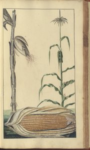牙买加“ Eleggancies of Jamaica”的一页，445 作者 约翰·林赛