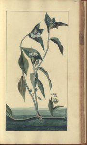 牙买加“ Eleggancies of Jamaica”的一页，455 作者 约翰·林赛