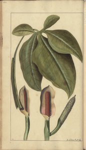 牙买加“ Eleggancies of Jamaica”的一页，第458页 作者 约翰·林赛