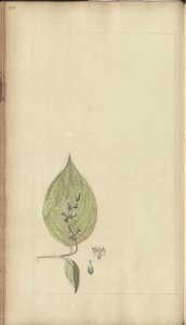牙买加“ Eleggancies of Jamaica”的一页，486 作者 约翰·林赛