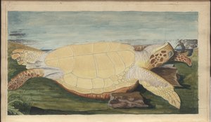 林赛绘画卷。 VII，31岁 作者 约翰·林赛
