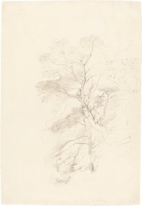 榉树林 作者 约翰·林内尔