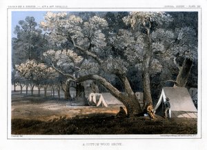 棉花木树林，1856年 作者 约翰·史密斯（John Mix Stanley）