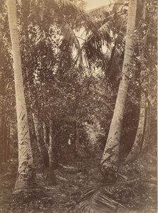 热带风光，图尔沃附近的森林，1871年。