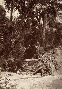 热带风光，布鲁克-埃尔巴诺，奇皮加纳，1871年。