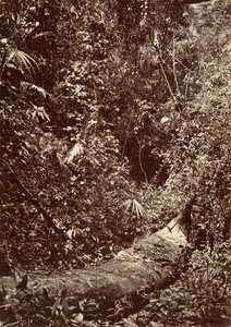 热带风光，热带森林，1871年。