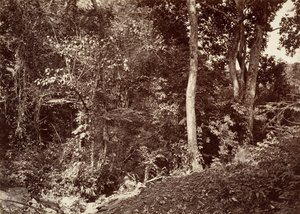 热带风光，Chipigana附近的景色，1871年。 作者 约翰·莫兰