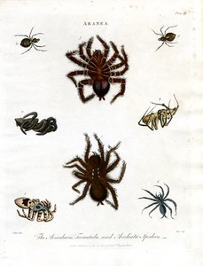 ARANEA：Avicularia；Tarantula 和 Aculeata 蜘蛛