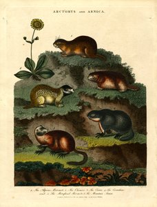 旱獭和山金车（旱獭和山金车） 作者 约翰·帕斯