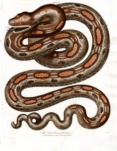 蟒蛇 作者 约翰·帕斯