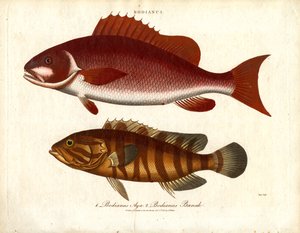 Bodianus - 两种海鲈 作者 约翰·帕斯
