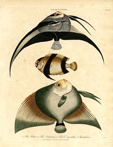 蝴蝶鱼蝶鱼：Freira;Acuauna 和 Vespertilio 作者 约翰·帕斯