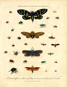 Chrysomela;蝉和 Cicindela 作者 约翰·帕斯
