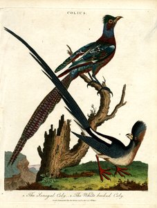 鼠鸟（Colius Species） 作者 约翰·帕斯