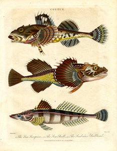 Cottus - 鲉和海蝎 作者 约翰·帕斯
