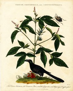 Croton; Crotophaga; and Cryptocephalus 作者 约翰·帕斯