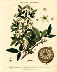 Egle;Empis和Enchelis 作者 约翰·帕斯