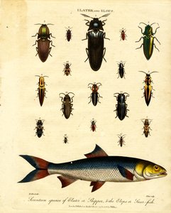 Elater 和 Elops：17 种 Elater 或 Skipper；以及 Elops 或 Saur 鱼 作者 约翰·帕斯