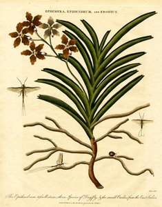 Epidendrum;Ephemera;和 Erodius