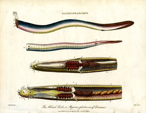 Gastrobranchus - 盲鱼或萩鱼 作者 约翰·帕斯