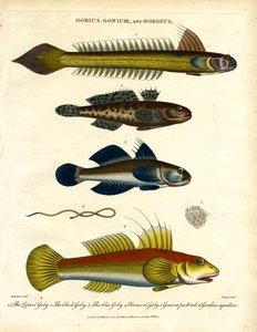 Gobius；Gonium 和 Gordius：鰕虎鱼和毛虫 作者 约翰·帕斯