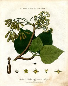 Gyrinus 和 Gyrocarpus 作者 约翰·帕斯