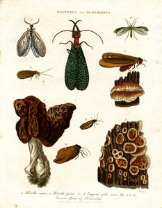 Helvella 和 Hemerobius 作者 约翰·帕斯