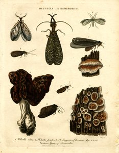 Helvella 和 Hemerobius 作者 约翰·帕斯