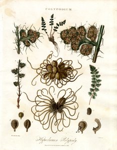 蕨类多肉植物 - 蕨类植物多肉属 作者 约翰·帕斯