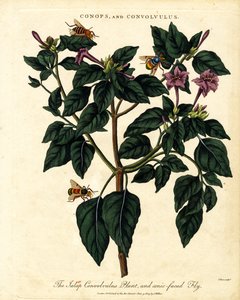 獐牙菜和圆锥面蝇 作者 约翰·帕斯