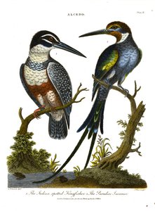 翠鸟（Alcedo）：印度斑翠鸟和天堂翠鸟 作者 约翰·帕斯
