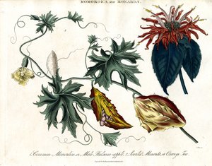 Momordica 和 Monarda 作者 约翰·帕斯