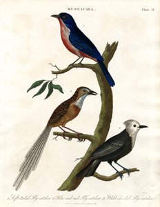 Muscicapa - 蜻蜓品种 作者 约翰·帕斯