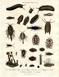 Onchidium; Oniscus 和其他节肢动物 作者 约翰·帕斯