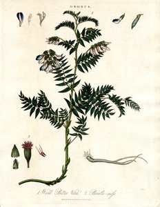 Orobus - 苦苣苔和鬃毛苔 作者 约翰·帕斯