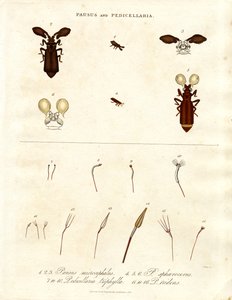 Pausus 和 Pedicellaria - 昆虫种类 作者 约翰·帕斯