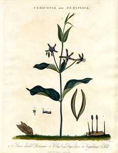 Periconia 和 Periploca 作者 约翰·帕斯