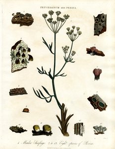 Peucedanum 和 Peziza 作者 约翰·帕斯