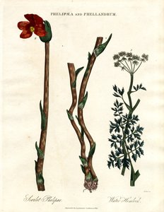 红叶石楠和黄檗 作者 约翰·帕斯