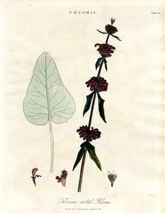 Phlomis：块根耶路撒冷鼠尾草 作者 约翰·帕斯