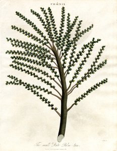凤凰（枣椰树） 作者 约翰·帕斯